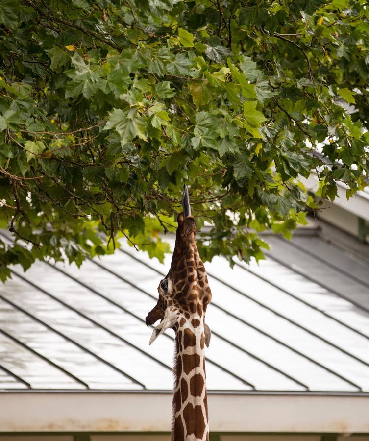 Hotel Quentin Zoo Ámsterdam